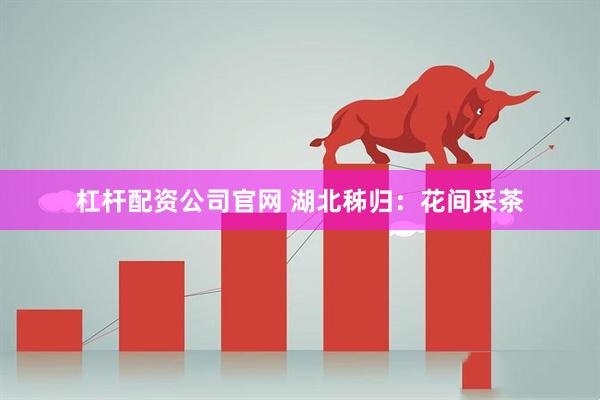 杠杆配资公司官网 湖北秭归：花间采茶